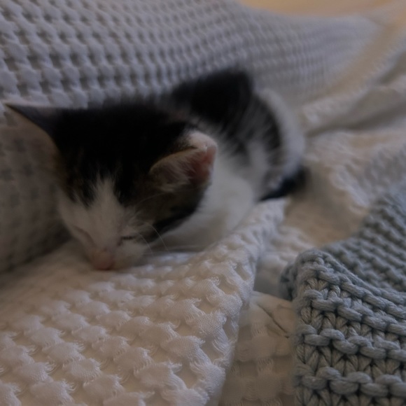 Funds for Sushi 🍣 and Beerus 🐈‍⬛ - Picture 8 of 13